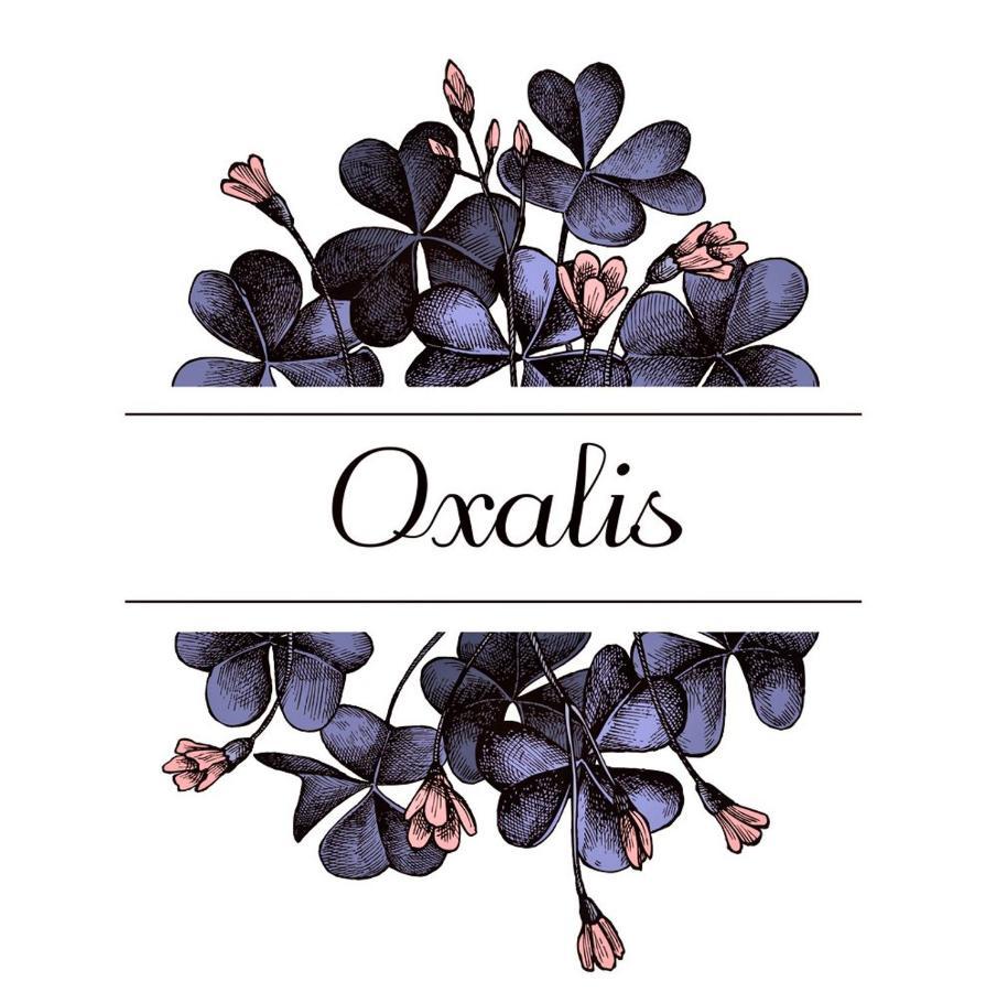 Oxalis Apartment Болоня Екстериор снимка